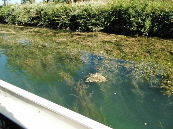 17-waterplanten-ps 17-waterplanten-ps